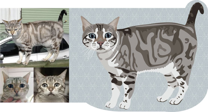 Vector Graphics Vector Graphics